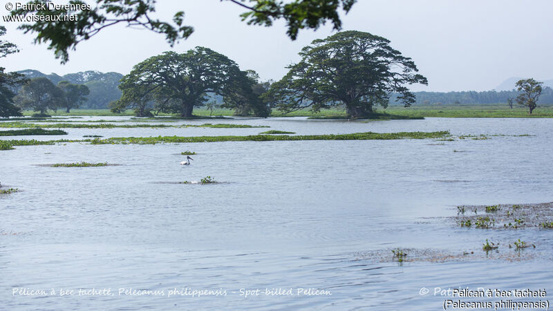 Pélican à bec tacheté, habitat