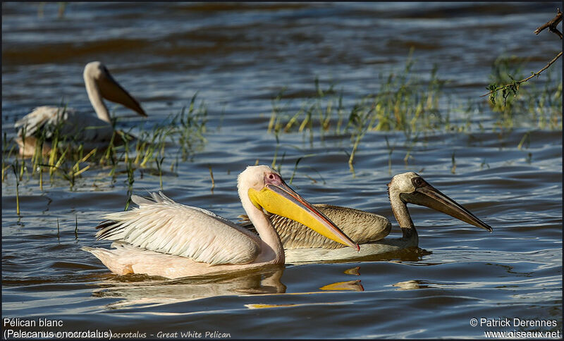 Great White Pelican