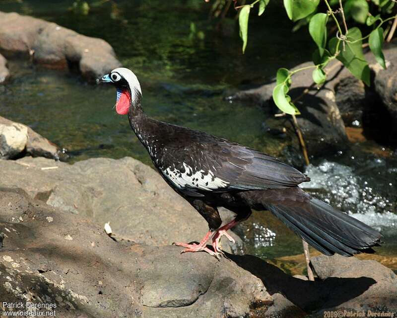 Black-fronted Piping Guanadult, identification