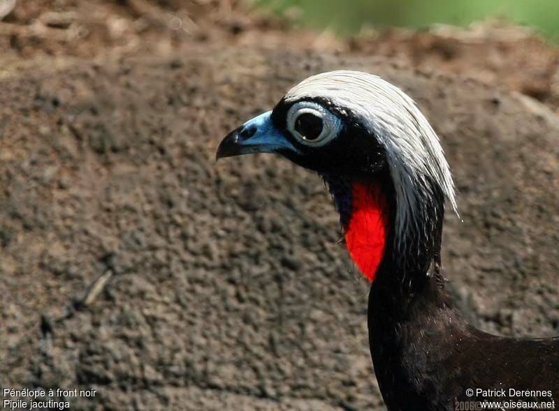 Black-fronted Piping Guanadult