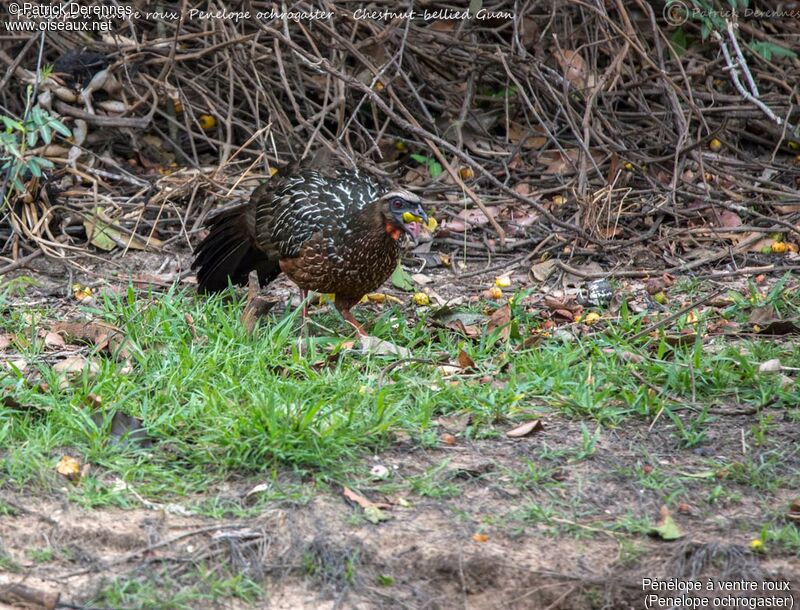 Pénélope à ventre roux, identification, habitat