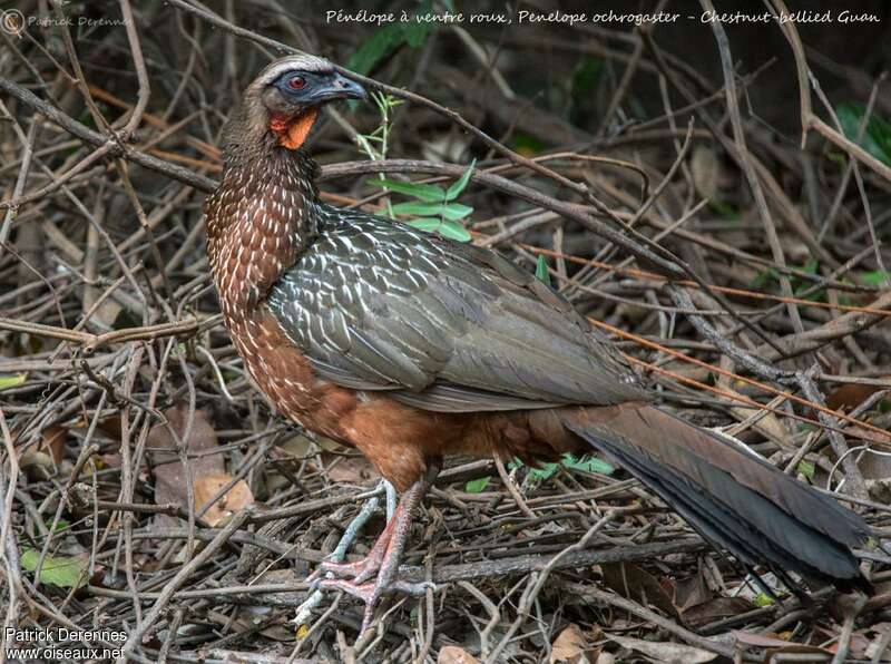 Chestnut-bellied Guan, identification