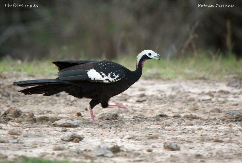 Pénélope cujubi, identification, habitat, marche