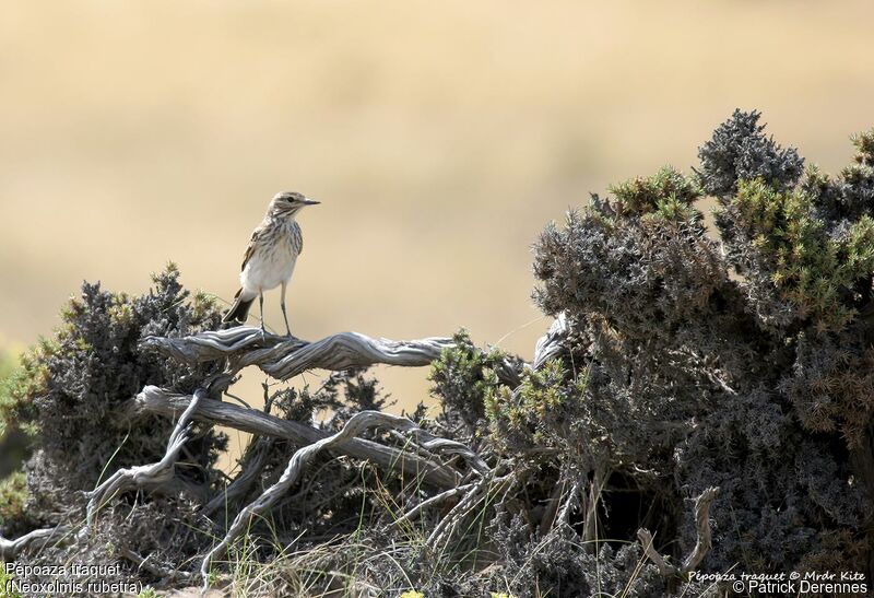 Pépoaza traquet, identification