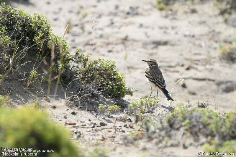 Pépoaza traquet, identification