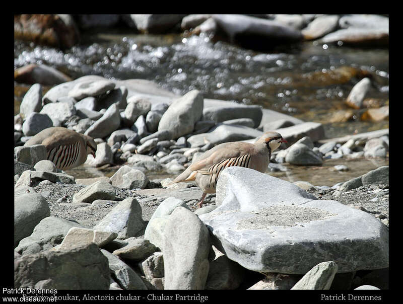 Perdrix choukar, habitat, camouflage