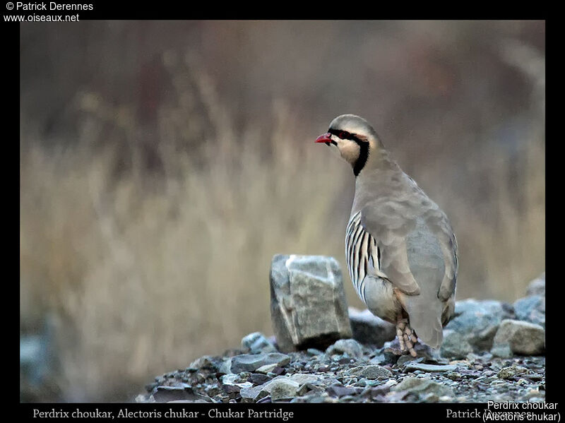 Chukar Partridge, identification, habitat