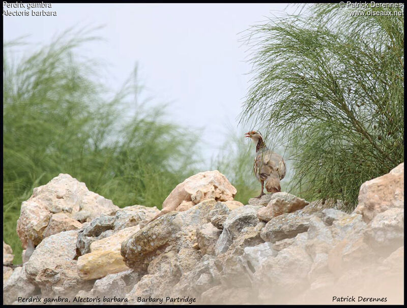 Barbary Partridgeadult, identification