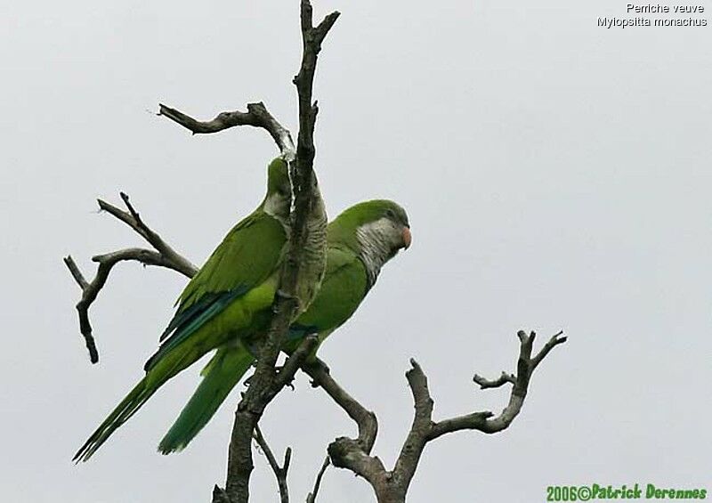 Monk Parakeet