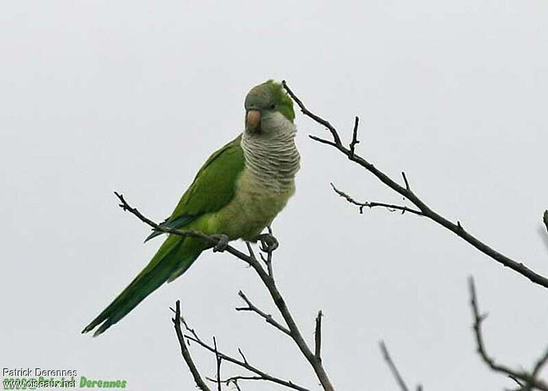 Monk Parakeetadult, pigmentation