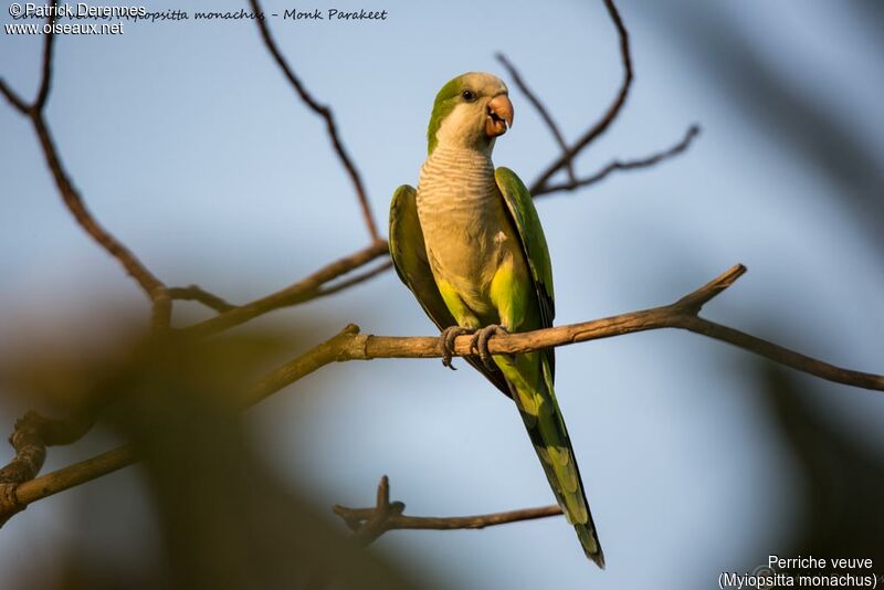 Monk Parakeet, identification, habitat