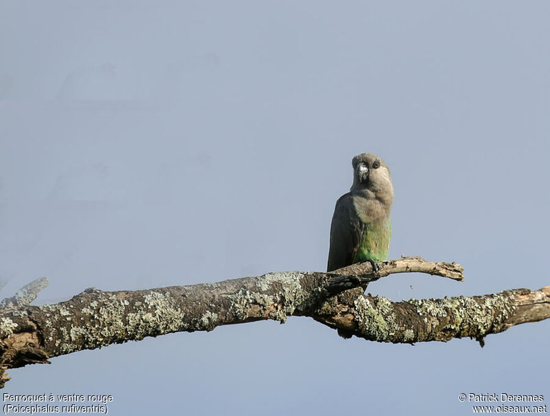 Red-bellied Parrot female adult, identification