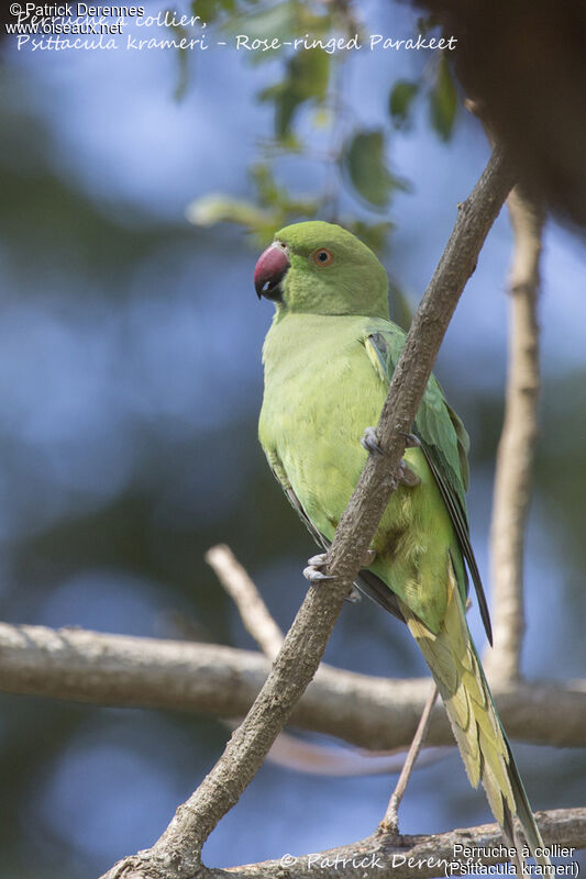 Rose-ringed Parakeet female, identification, close-up portrait