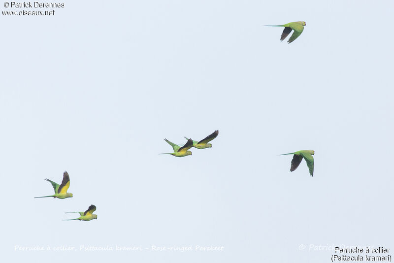 Rose-ringed Parakeet, Flight