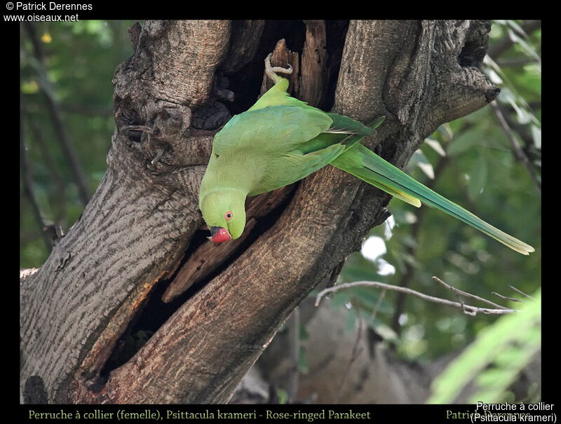 Rose-ringed Parakeet female, identification, habitat