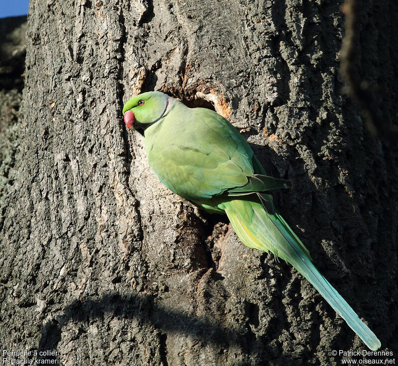 Rose-ringed Parakeet male adult breeding, identification, Reproduction-nesting