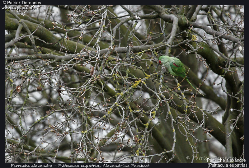 Alexandrine Parakeet female