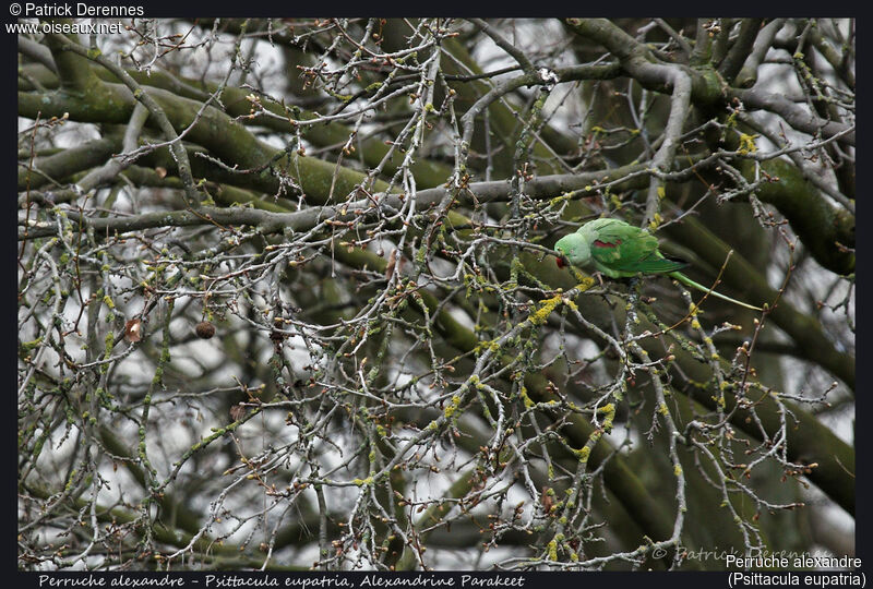 Alexandrine Parakeet female