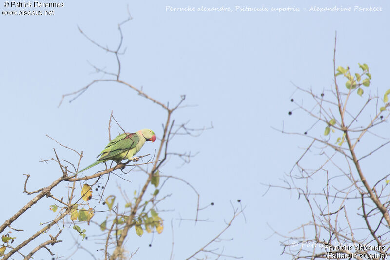 Perruche alexandre mâle, identification, habitat