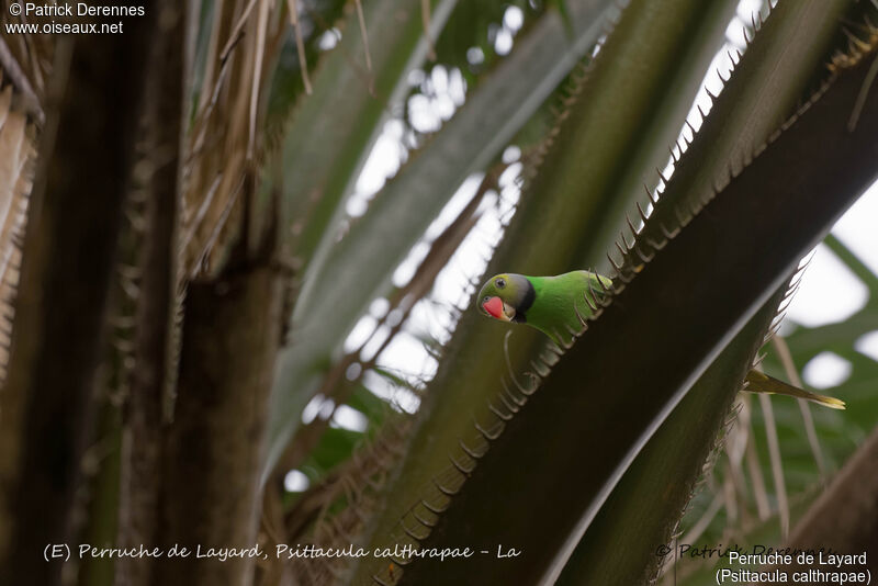 Perruche de Layard mâle, identification, habitat