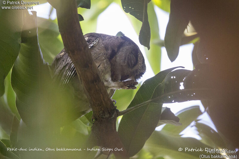 Petit-duc indien, identification, habitat