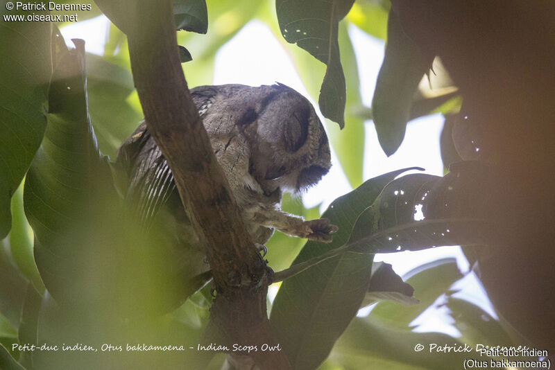 Petit-duc indien, identification, habitat