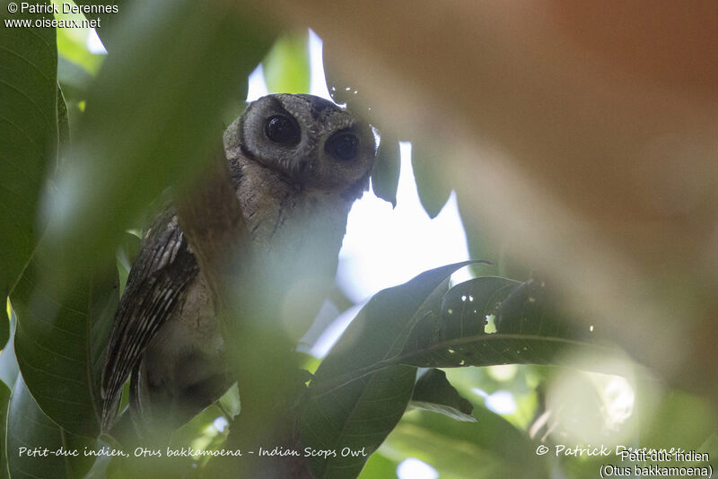 Petit-duc indien, identification, habitat