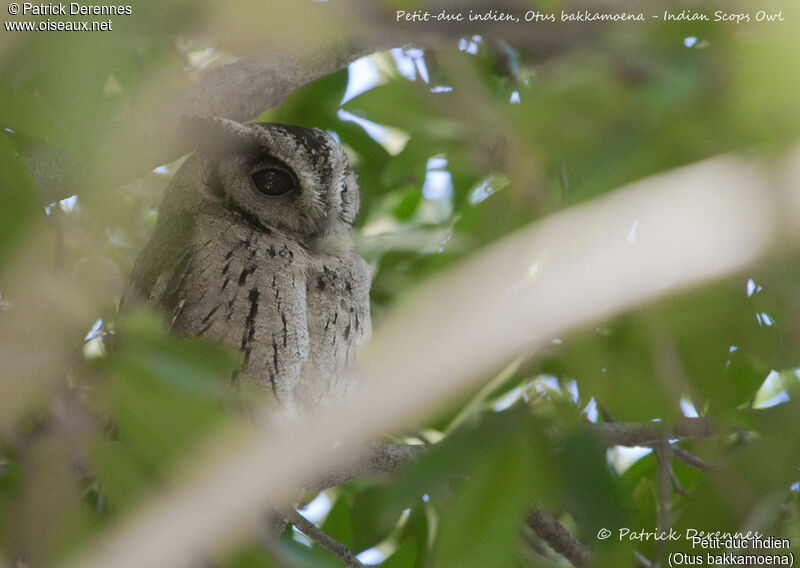 Petit-duc indien, identification, habitat