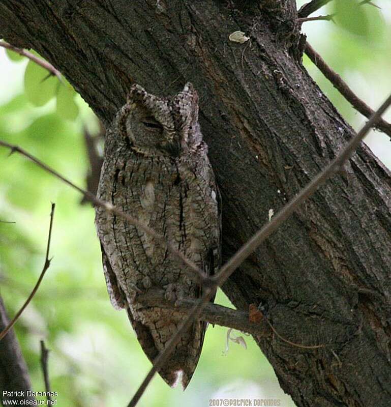 Eurasian Scops Owladult, identification