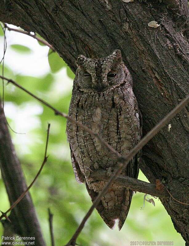 Eurasian Scops Owladult, identification