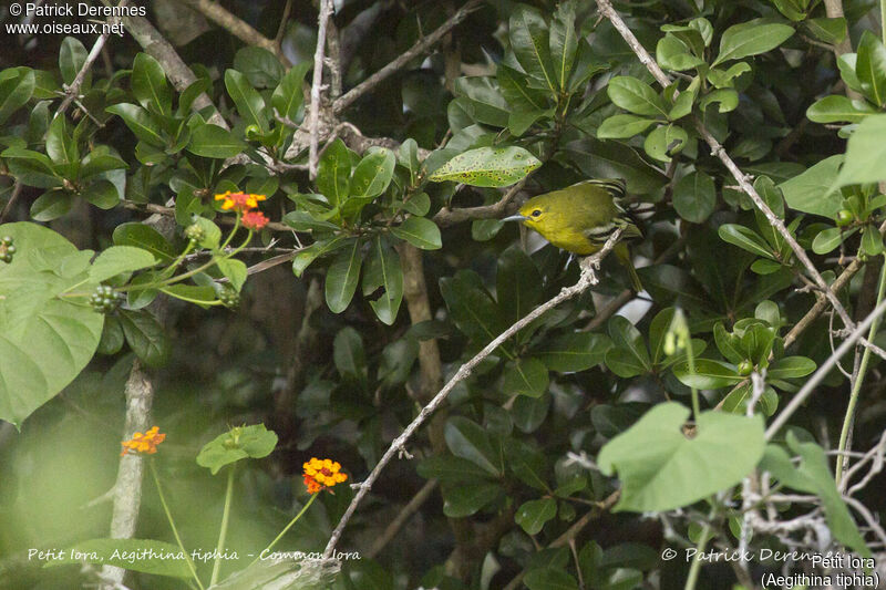 Common Iora female, identification, habitat