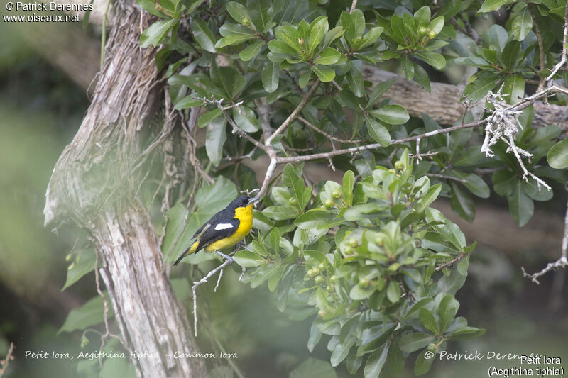 Common Iora male, identification, habitat