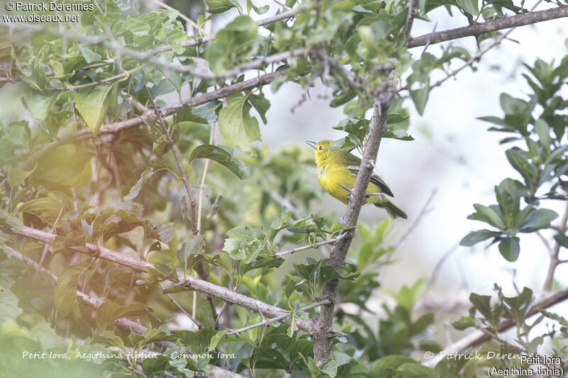 Common Iora female, identification, habitat