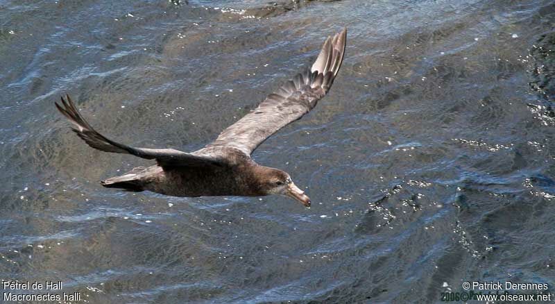 Northern Giant Petrel