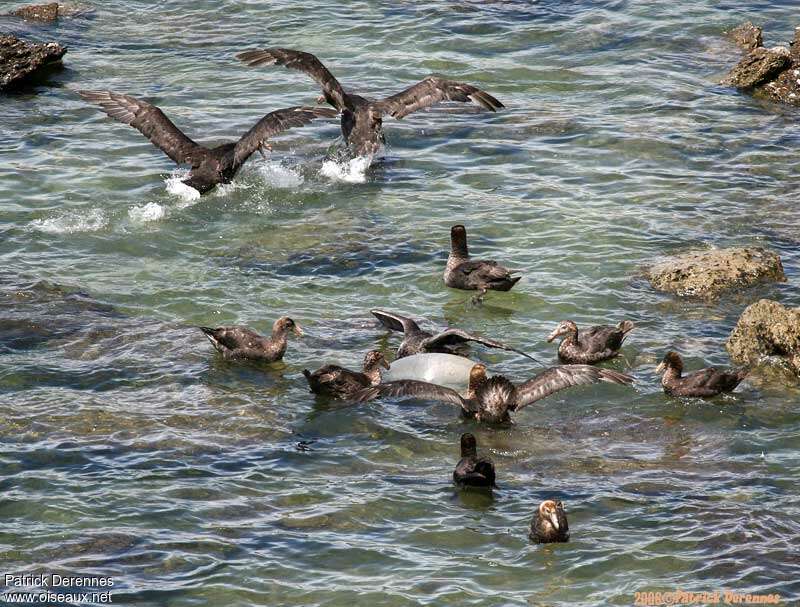 Southern Giant Petrel, habitat, swimming, eats