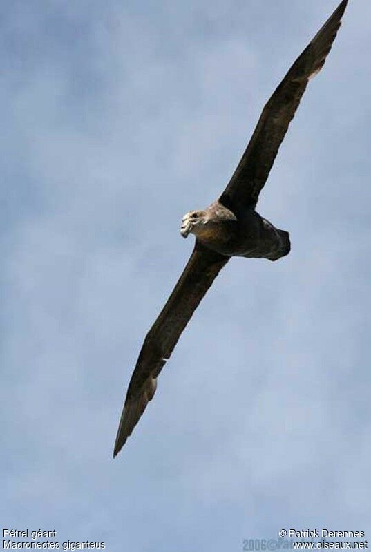 Southern Giant Petrel