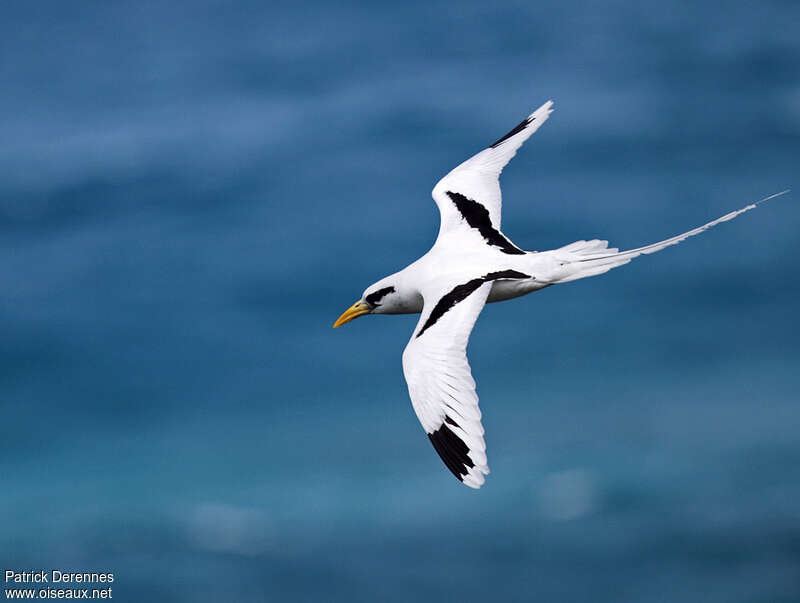 White-tailed Tropicbirdadult breeding, Flight