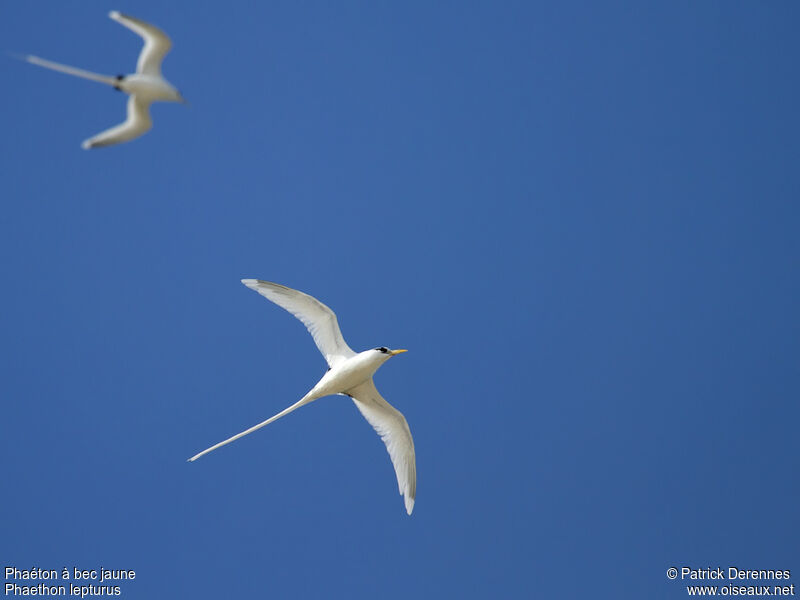 White-tailed Tropicbird adult breeding, identification, Flight, Behaviour