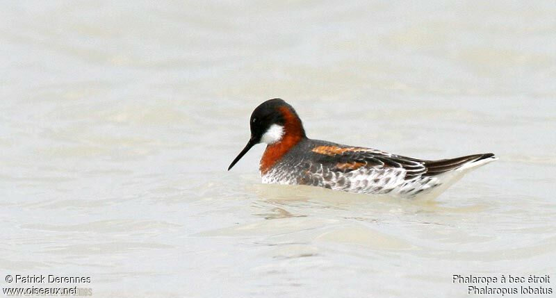 Phalarope à bec étroit femelle adulte nuptial