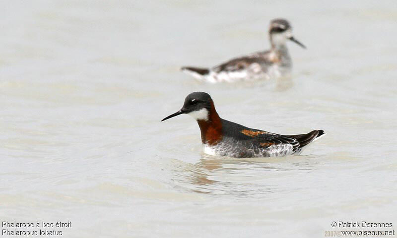 Phalarope à bec étroit femelle adulte nuptial