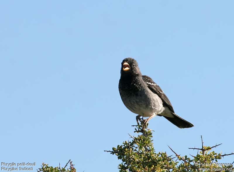 Mourning Sierra Finch male adult breeding