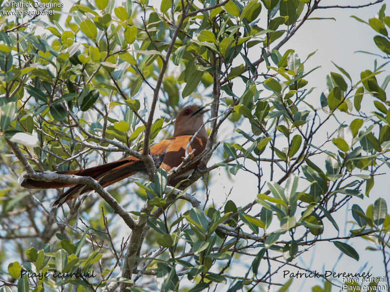 Piaye écureuil, identification, habitat