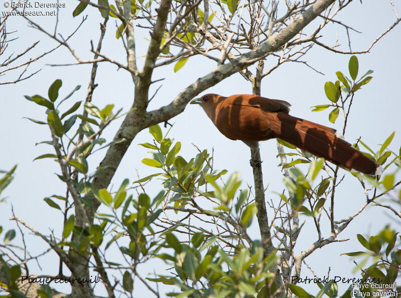 Piaye écureuil, identification, habitat