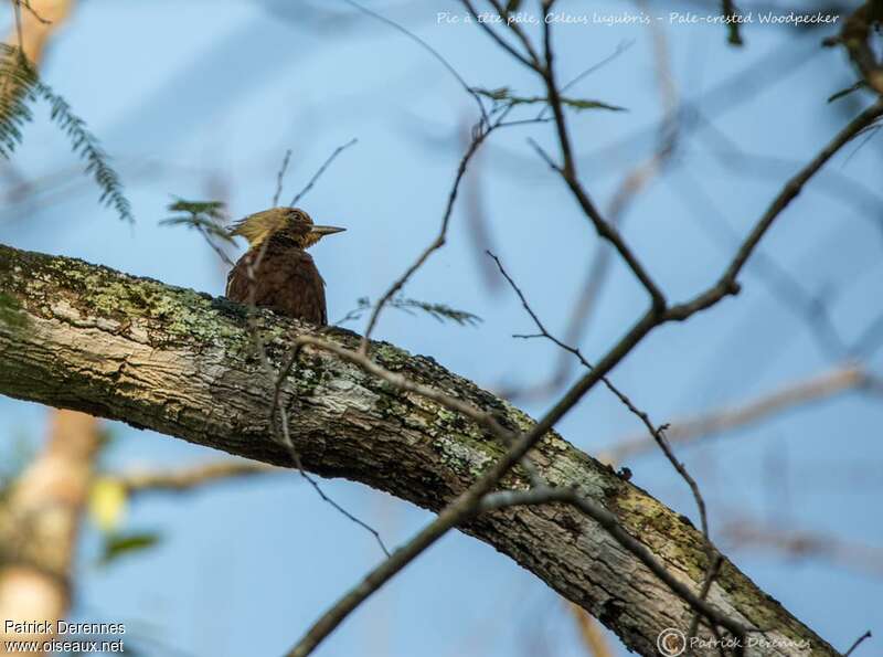 Pic à tête pâle, habitat