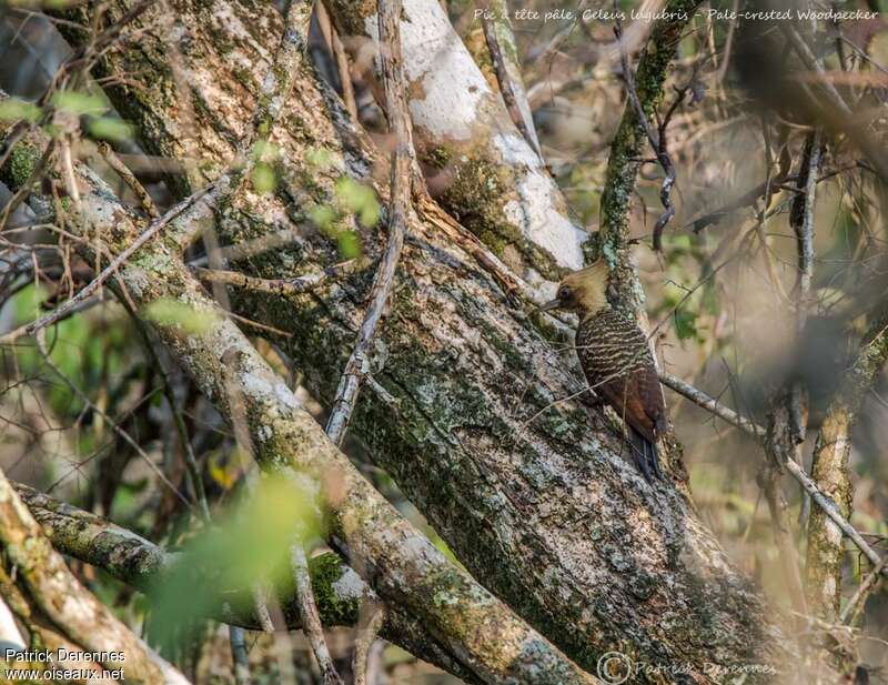 Pic à tête pâle, habitat