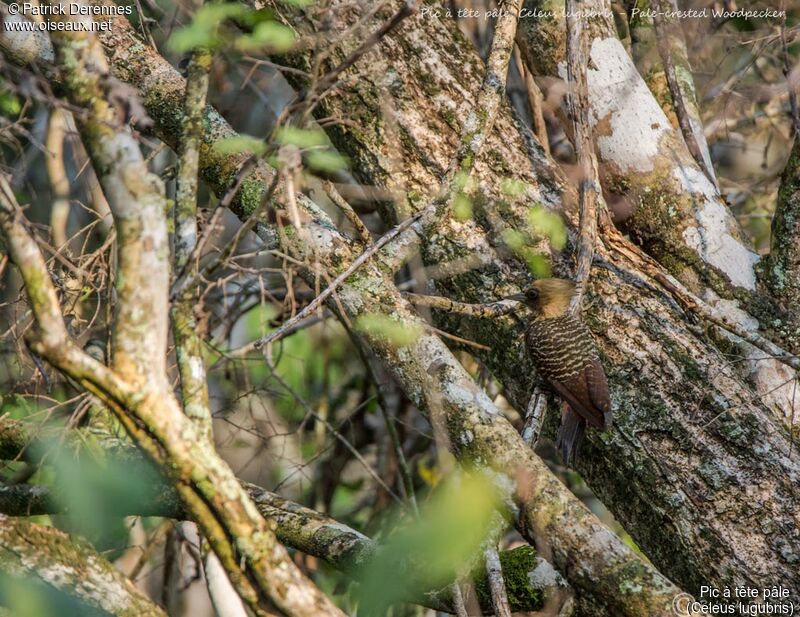 Pic à tête pâle, identification, habitat