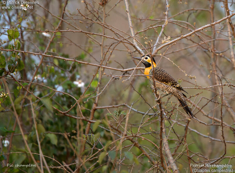 Campo Flicker, identification, habitat