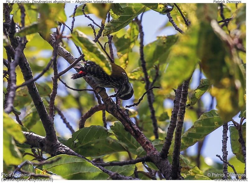 Abyssinian Woodpecker female adult, identification