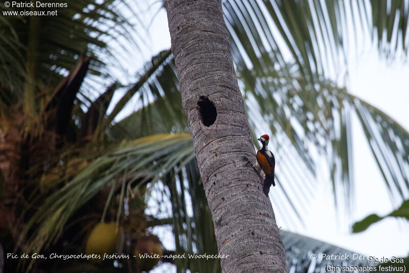 Pic de Goa, identification, habitat