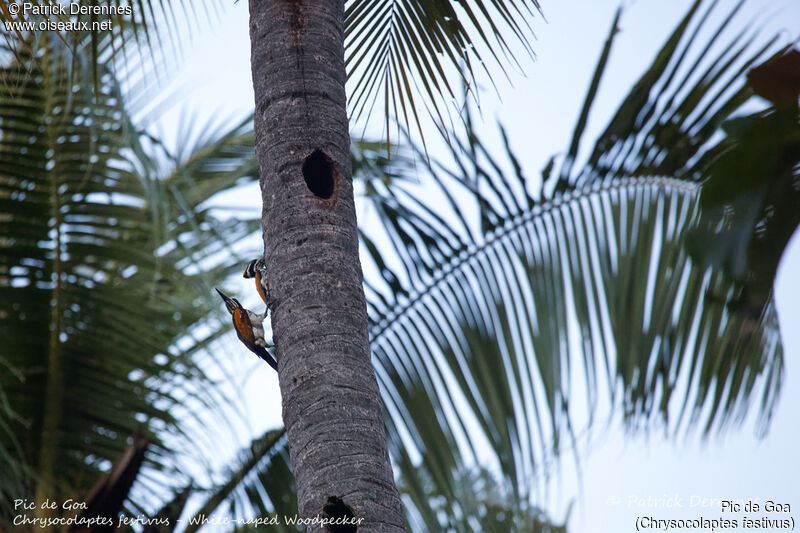 Pic de Goa, identification, habitat, Nidification